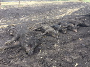 Goran Pehar- multiple pigs bite dust